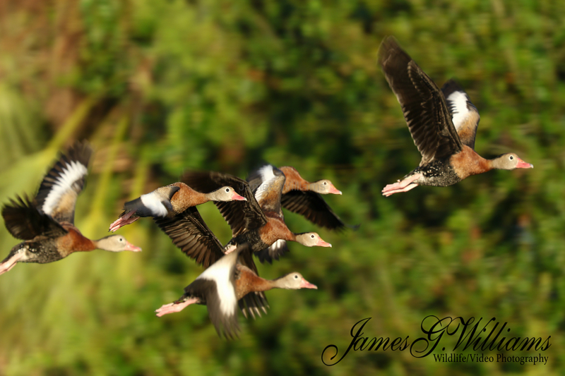 WHISTLING-DUCK-28M