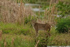 Bobcat