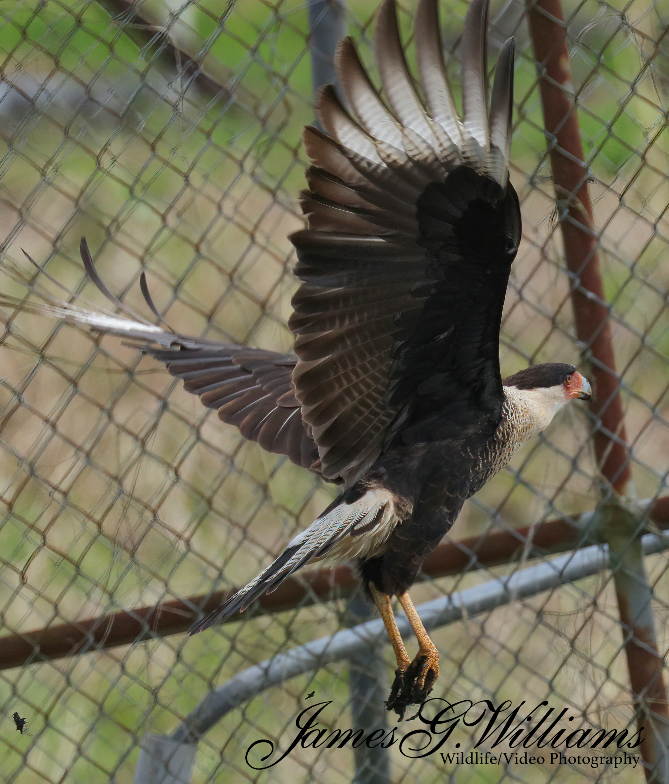 CaraCara